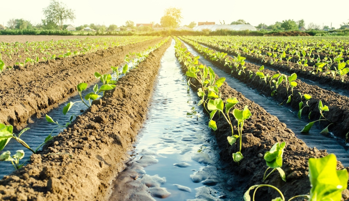 Rows of crops growing in the dirt.